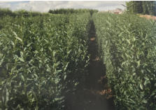 Liguster Liga i villahk