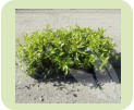 Vinca