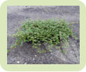 Hedera Vedbend