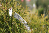 Alm thuja