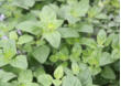 Oregano
