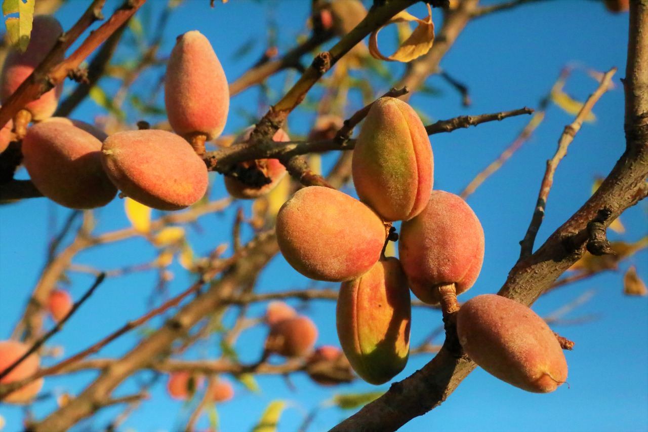 almond, almond tree, tree