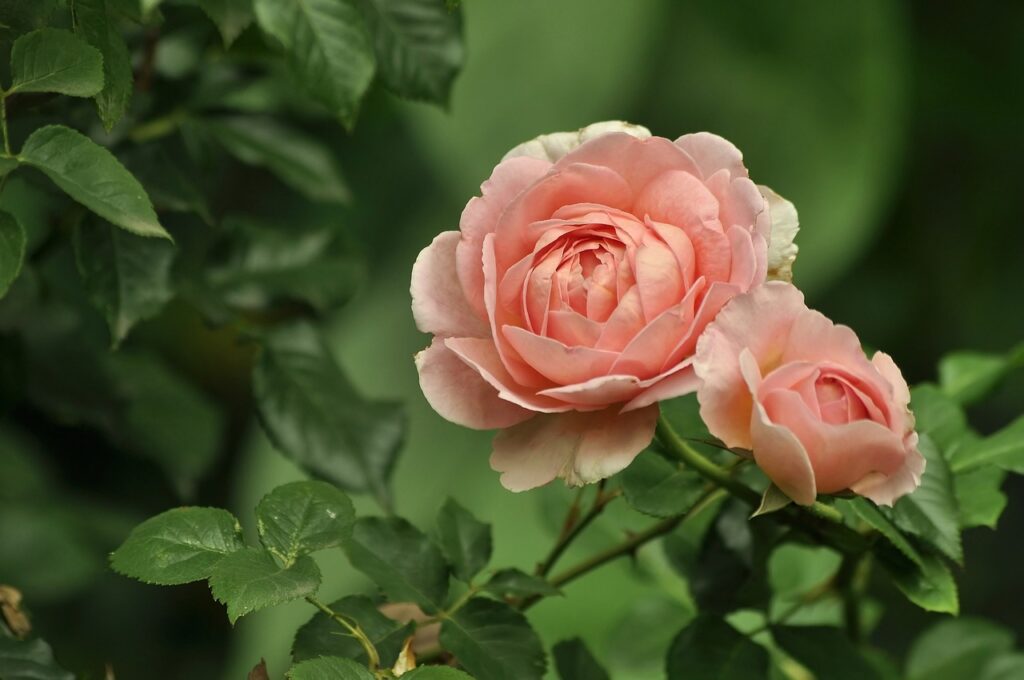flowers, rose, pink