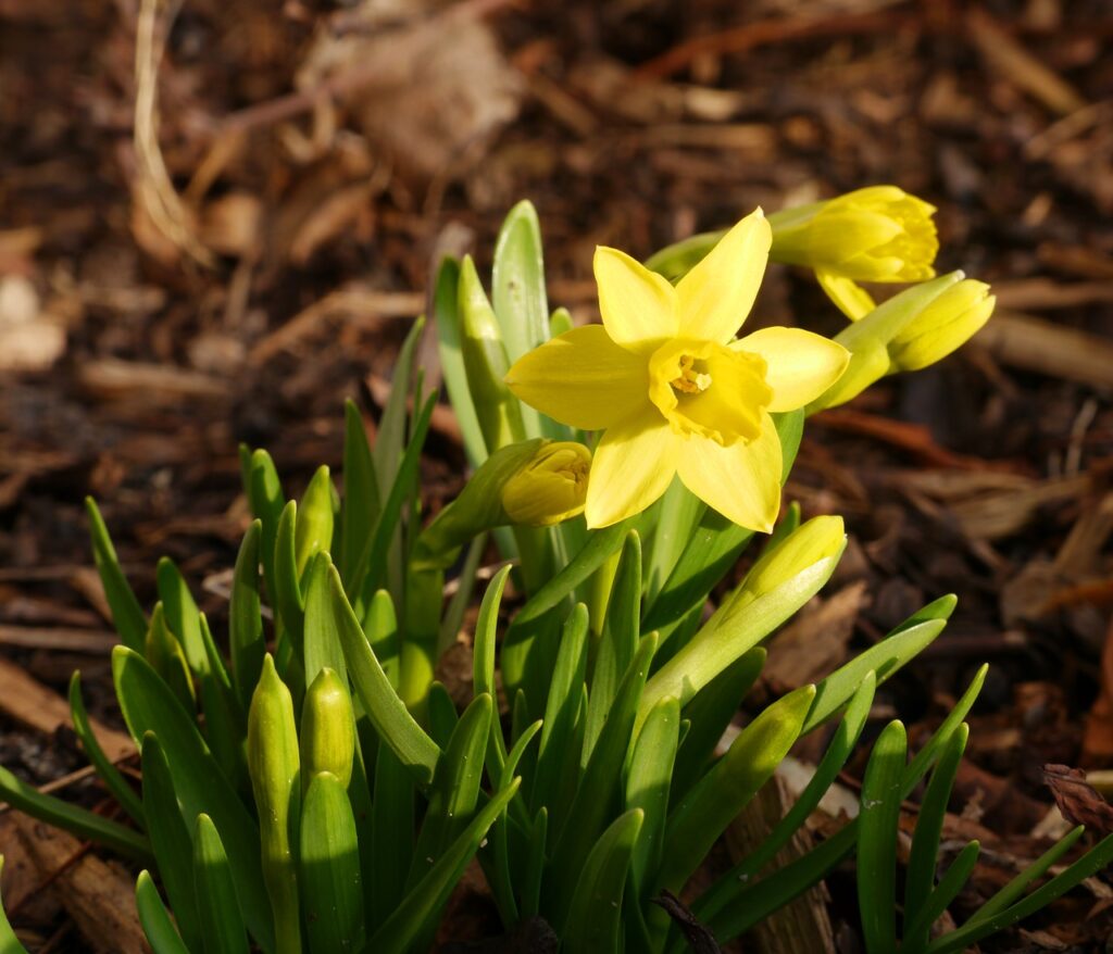 tete a tete, narcissus, easter